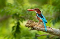 Lednacek hnedohlavy - Halcyon smyrnensis - White-throated Kingfisher o1001